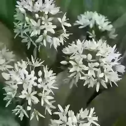 Ursinum (Wild Garlic)